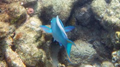 Princess Parrtofish (18